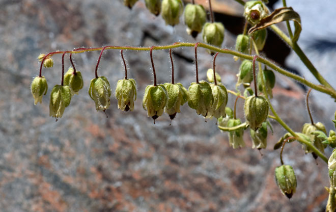 Emmenanthe penduliflora, Whisperingbells